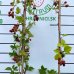 Černica nepichľavá (Rubus fruticosus) ´BLACK SATIN´ - skorá 70-100 cm; kont. C1L 